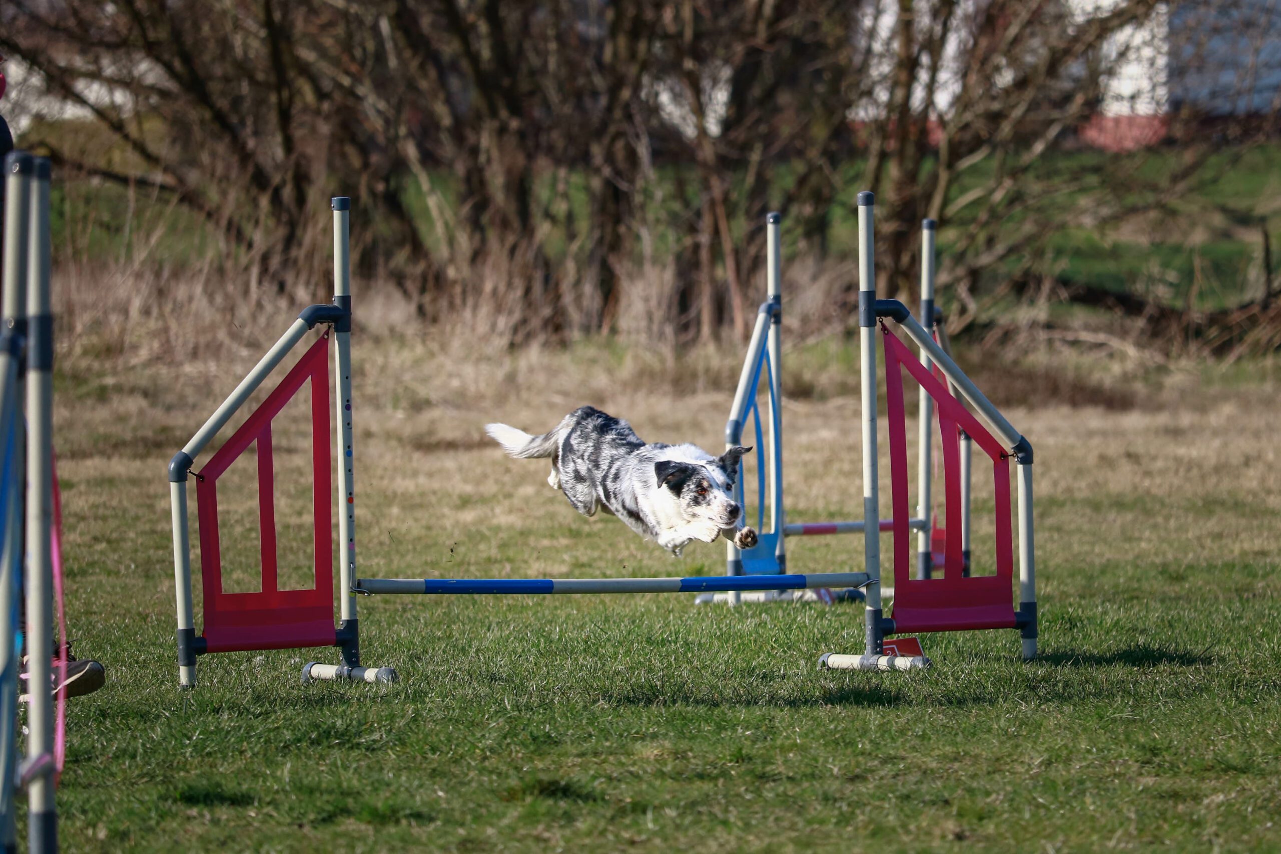 berin agility