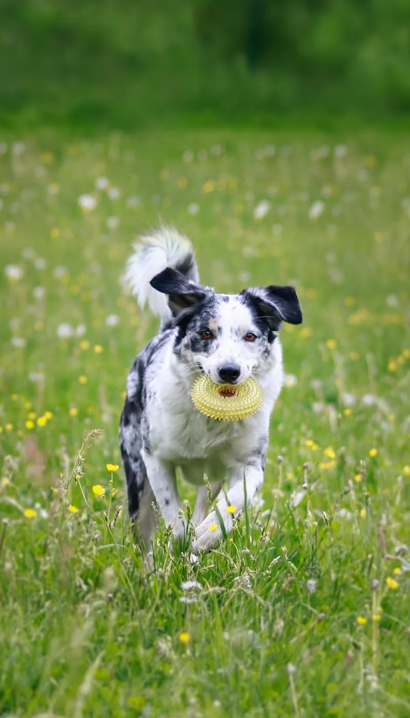 Suczka border collie