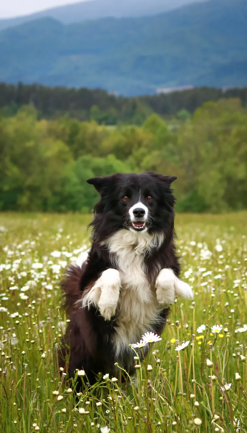 Suczka border collie