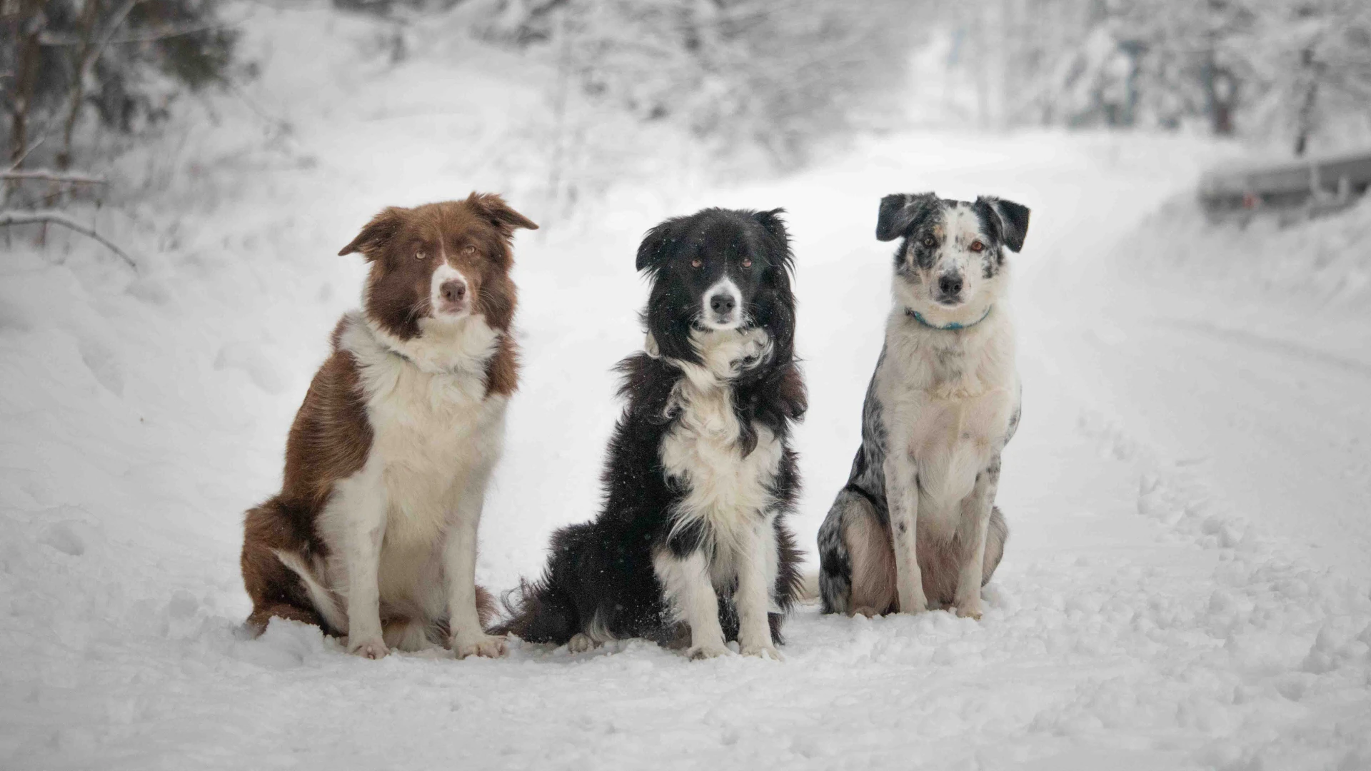 Trzy suki border collie