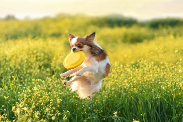 Chihuaua dog frisbee