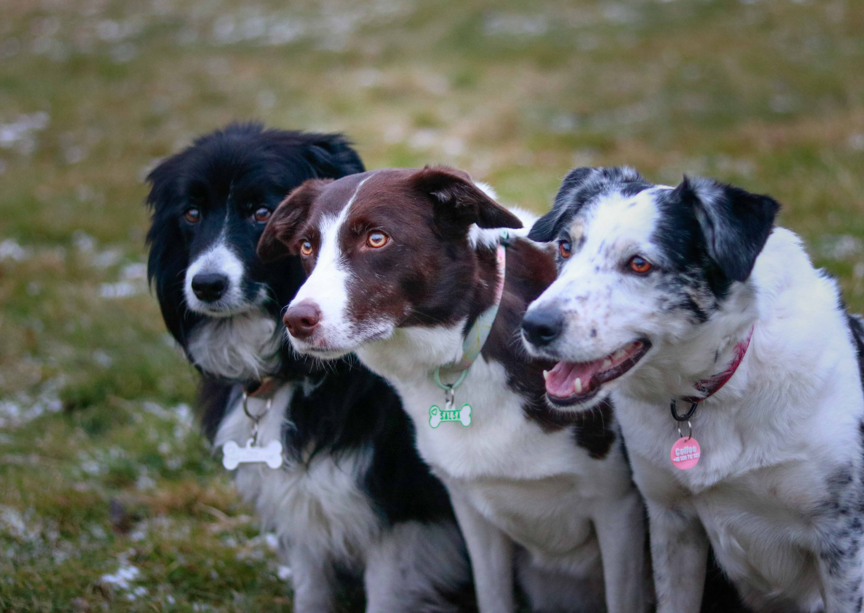 Adresówka dla zwierzęcia